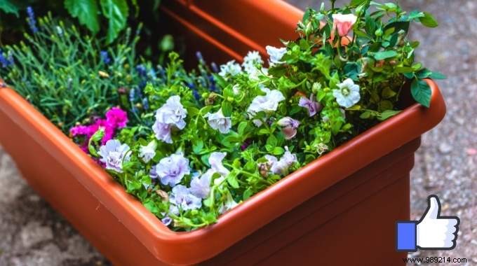 How to Clean and Disinfect Plastic Planters: Simple Natural Method