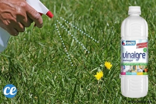 17 Proven Ways to Use White Vinegar in Your Garden: Natural Solutions for Weeds, Pests, and More
