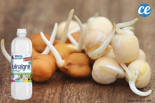 17 Proven Ways to Use White Vinegar in Your Garden: Natural Solutions for Weeds, Pests, and More