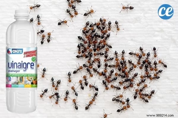 17 Proven Ways to Use White Vinegar in Your Garden: Natural Solutions for Weeds, Pests, and More