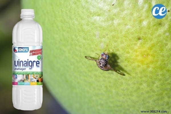 17 Proven Ways to Use White Vinegar in Your Garden: Natural Solutions for Weeds, Pests, and More