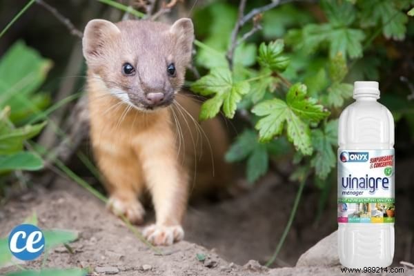 17 Proven Ways to Use White Vinegar in Your Garden: Natural Solutions for Weeds, Pests, and More