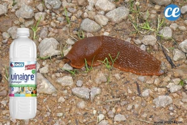 17 Proven Ways to Use White Vinegar in Your Garden: Natural Solutions for Weeds, Pests, and More