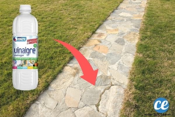 17 Proven Ways to Use White Vinegar in Your Garden: Natural Solutions for Weeds, Pests, and More