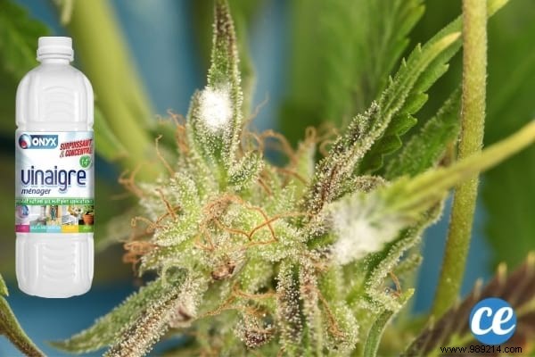 17 Proven Ways to Use White Vinegar in Your Garden: Natural Solutions for Weeds, Pests, and More