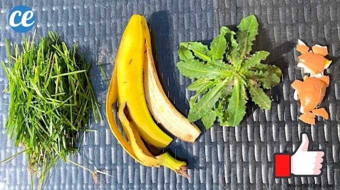 10 Proven Natural and Free Fertilizers for a Thriving Garden