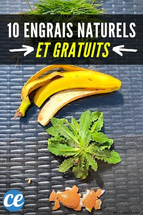 10 Proven Natural and Free Fertilizers for a Thriving Garden