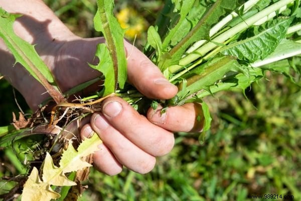 10 Proven Natural and Free Fertilizers for a Thriving Garden