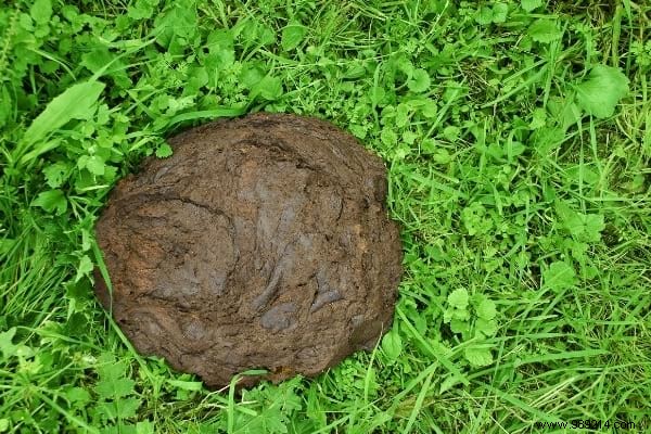 10 Proven Natural and Free Fertilizers for a Thriving Garden