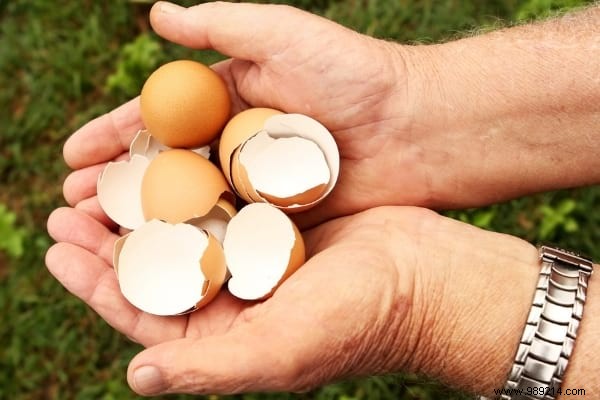 10 Proven Natural and Free Fertilizers for a Thriving Garden