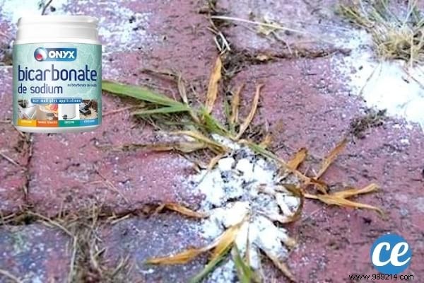 19 Proven Baking Soda Uses for a Healthier Garden: Pest Control, Sweeter Tomatoes & More