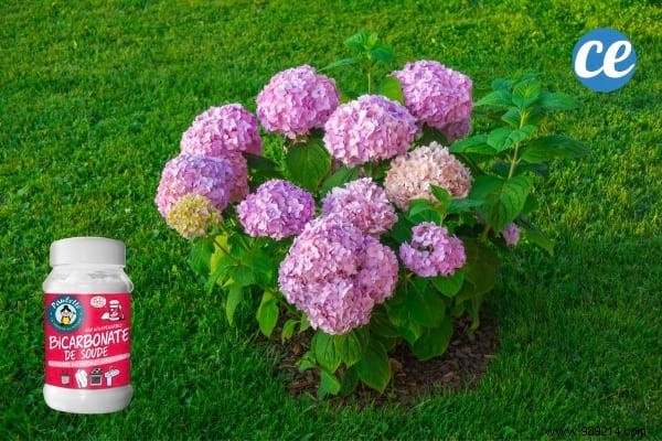 19 Proven Baking Soda Uses for a Healthier Garden: Pest Control, Sweeter Tomatoes & More