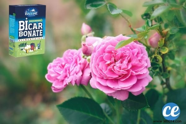 19 Proven Baking Soda Uses for a Healthier Garden: Pest Control, Sweeter Tomatoes & More