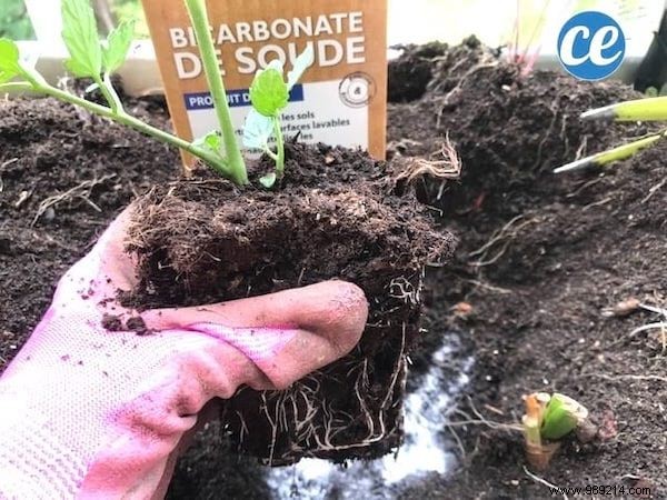 19 Proven Baking Soda Uses for a Healthier Garden: Pest Control, Sweeter Tomatoes & More