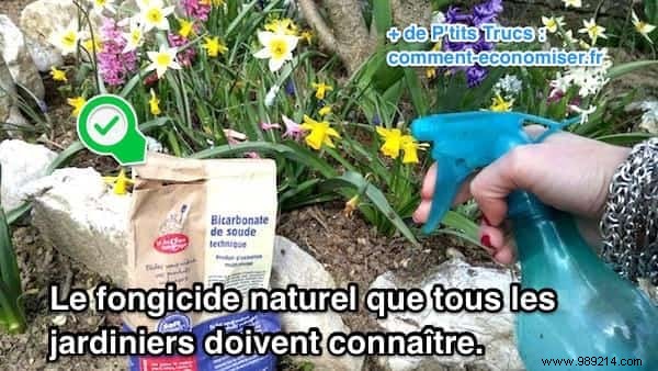 19 Proven Baking Soda Uses for a Healthier Garden: Pest Control, Sweeter Tomatoes & More