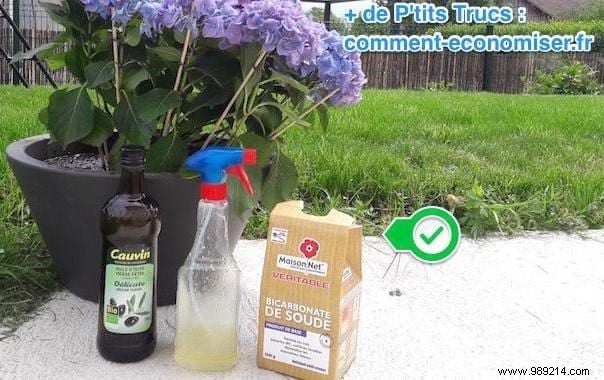 19 Proven Baking Soda Uses for a Healthier Garden: Pest Control, Sweeter Tomatoes & More