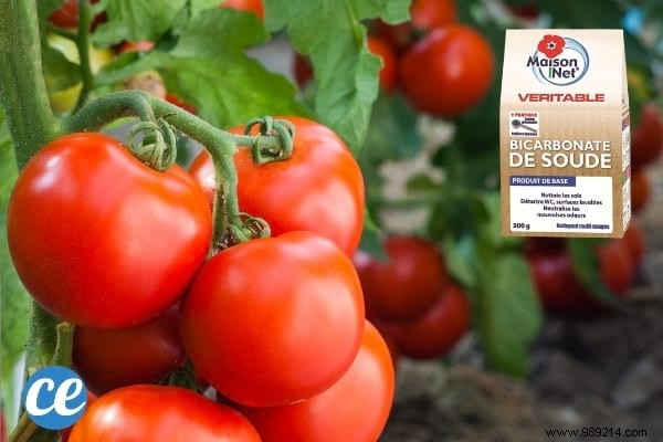 19 Proven Baking Soda Uses for a Healthier Garden: Pest Control, Sweeter Tomatoes & More