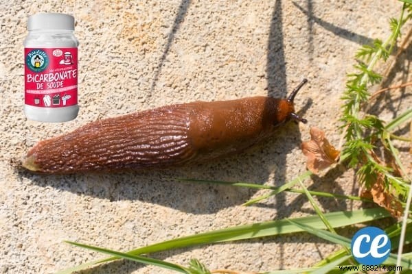 19 Proven Baking Soda Uses for a Healthier Garden: Pest Control, Sweeter Tomatoes & More