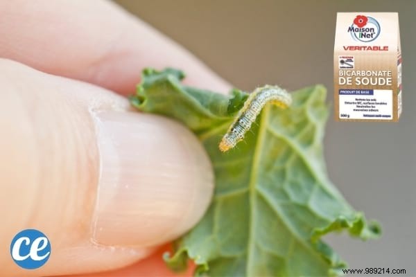 19 Proven Baking Soda Uses for a Healthier Garden: Pest Control, Sweeter Tomatoes & More
