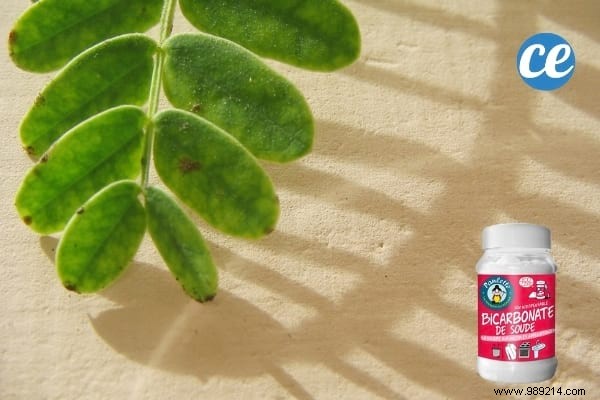 19 Proven Baking Soda Uses for a Healthier Garden: Pest Control, Sweeter Tomatoes & More