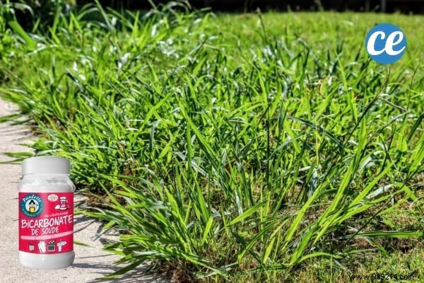 19 Proven Baking Soda Uses for a Healthier Garden: Pest Control, Sweeter Tomatoes & More