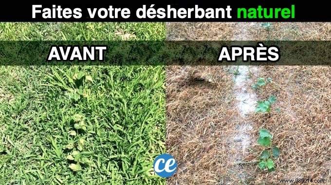 8 Proven Natural Weed Killers: Safe, Eco-Friendly Garden Tips from Years of Experience