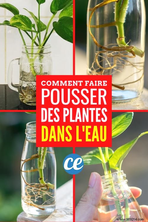 How to Grow Thriving Houseplants in Water: Simple Expert Guide