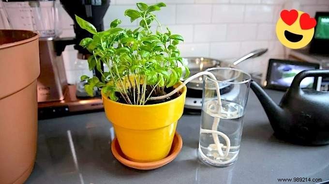 15 Proven DIY Tips to Water Houseplants While You re Away on Vacation