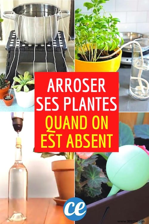 15 Proven DIY Tips to Water Houseplants While You re Away on Vacation