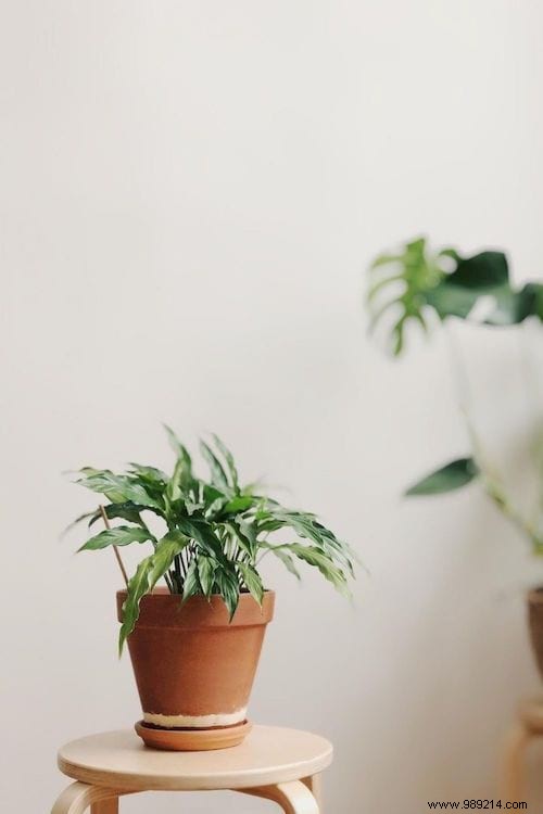 15 Proven DIY Tips to Water Houseplants While You re Away on Vacation