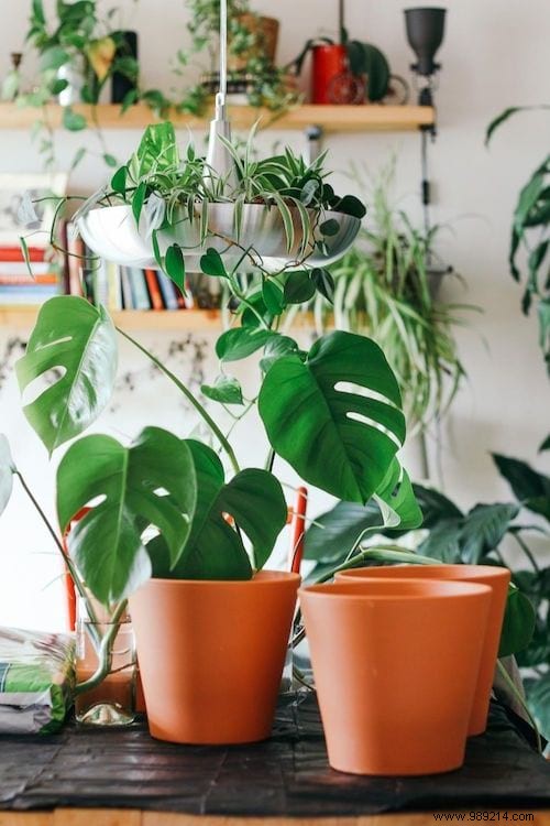 15 Proven DIY Tips to Water Houseplants While You re Away on Vacation