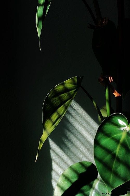 15 Proven DIY Tips to Water Houseplants While You re Away on Vacation