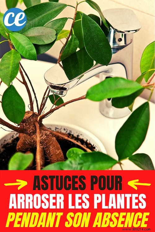 15 Proven DIY Tips to Water Houseplants While You re Away on Vacation