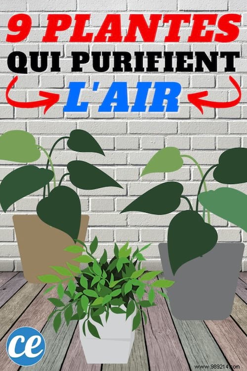9 Proven Houseplants That Purify Indoor Air Effortlessly