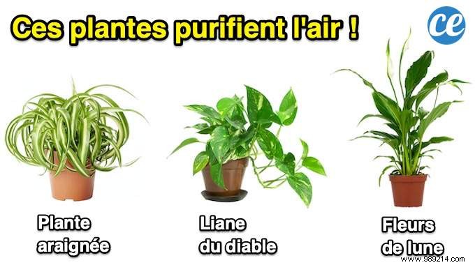 9 Proven Houseplants That Purify Indoor Air Effortlessly