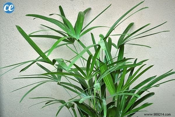 9 Proven Houseplants That Purify Indoor Air Effortlessly