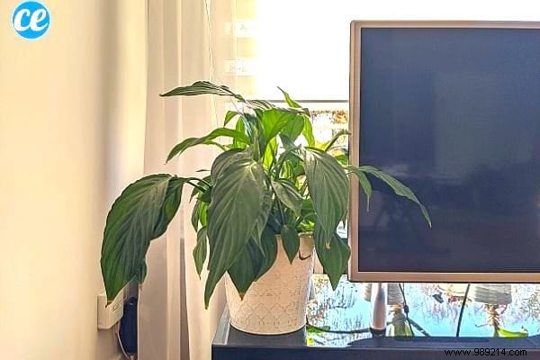 9 Proven Houseplants That Purify Indoor Air Effortlessly