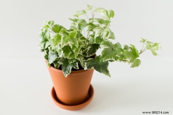 9 Proven Houseplants That Purify Indoor Air Effortlessly