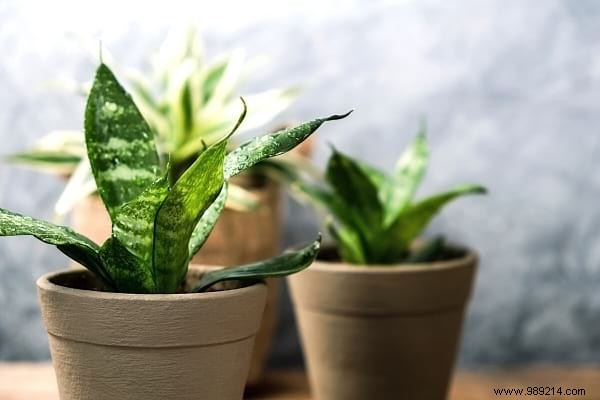 9 Proven Houseplants That Purify Indoor Air Effortlessly