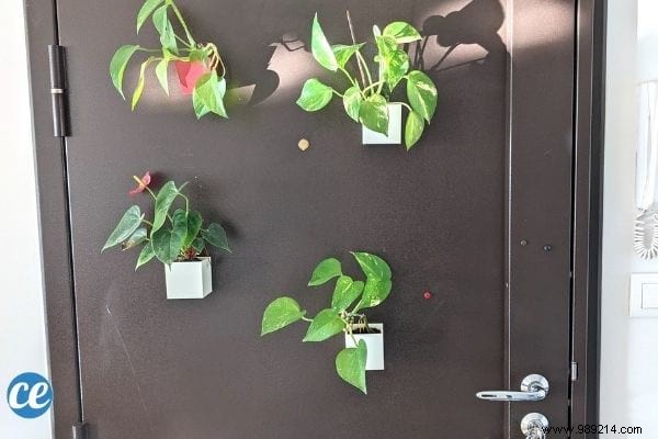 9 Proven Houseplants That Purify Indoor Air Effortlessly