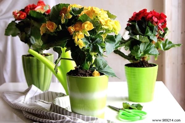 9 Proven Houseplants That Purify Indoor Air Effortlessly