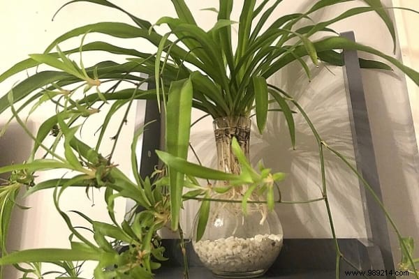 9 Proven Houseplants That Purify Indoor Air Effortlessly