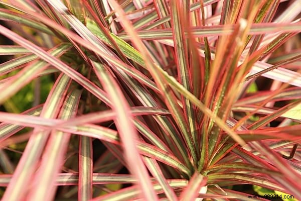 9 Proven Houseplants That Purify Indoor Air Effortlessly