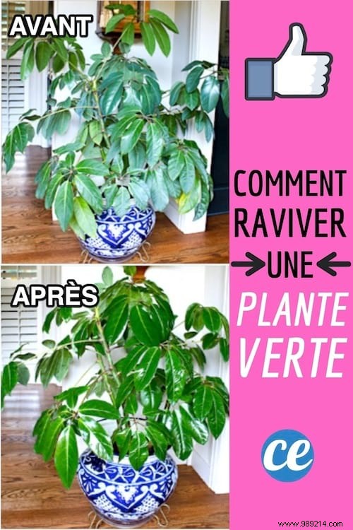 Reviving Yellowing Houseplants: The Proven Magnesium Chloride Solution