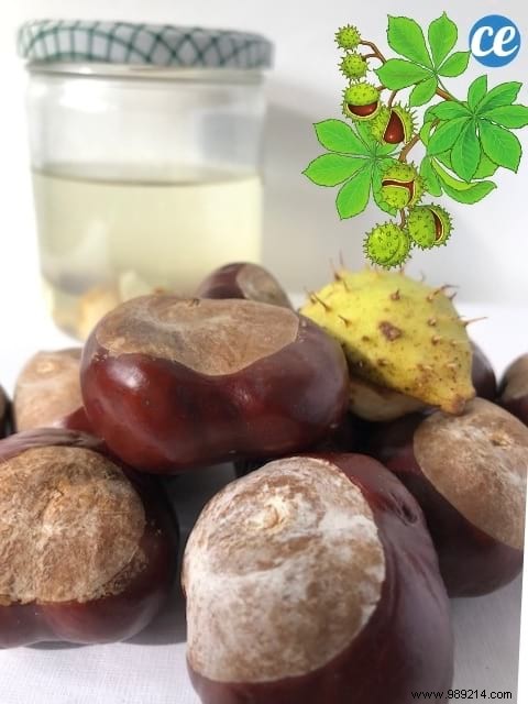 10 Versatile Uses for Horse Chestnuts: Natural Cleaners, Skincare, and Remedies