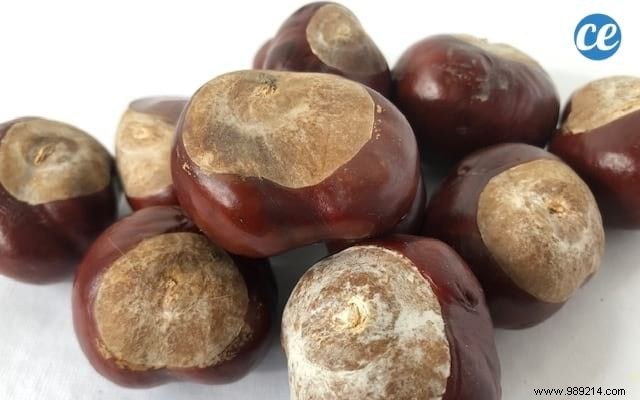 10 Versatile Uses for Horse Chestnuts: Natural Cleaners, Skincare, and Remedies