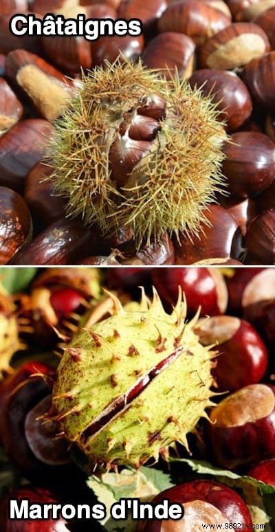 10 Versatile Uses for Horse Chestnuts: Natural Cleaners, Skincare, and Remedies