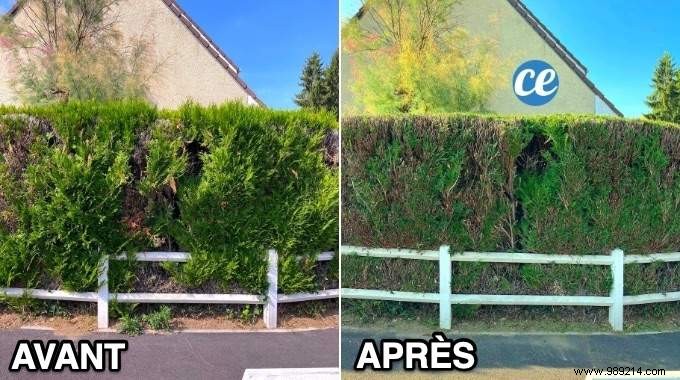 Expert Guide: When and How to Prune Cedar Hedges for Lush, Healthy Growth