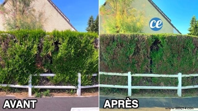 Expert Guide: When and How to Prune Cedar Hedges for Lush, Healthy Growth