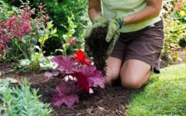 9 Proven Gardening Tips to Cut Watering Needs by 50%
